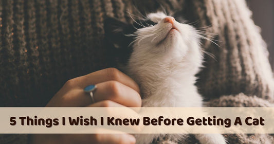5 Things I Wish I Knew Before Getting A Cat - Pawsona