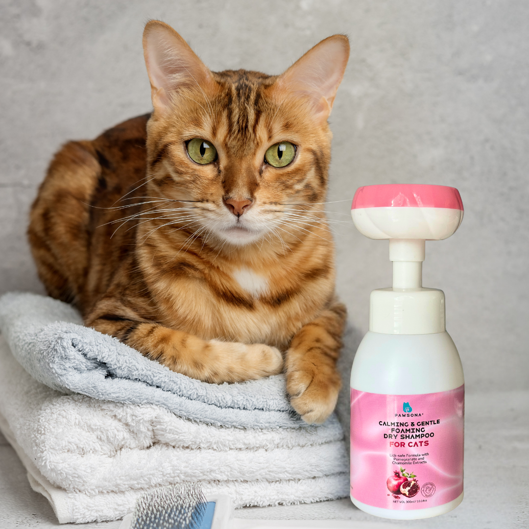 Cat enjoying stress-free grooming with PAWSONA dry shampoo foam