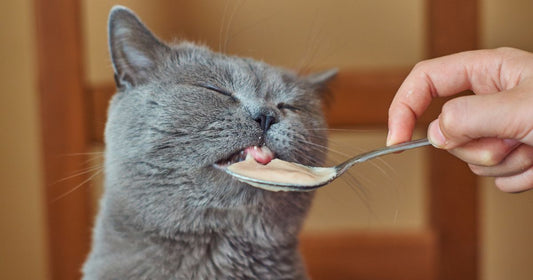 4 Ridiculously Simple Diet Tips To Keep A Cat Healthy - Pawsona
