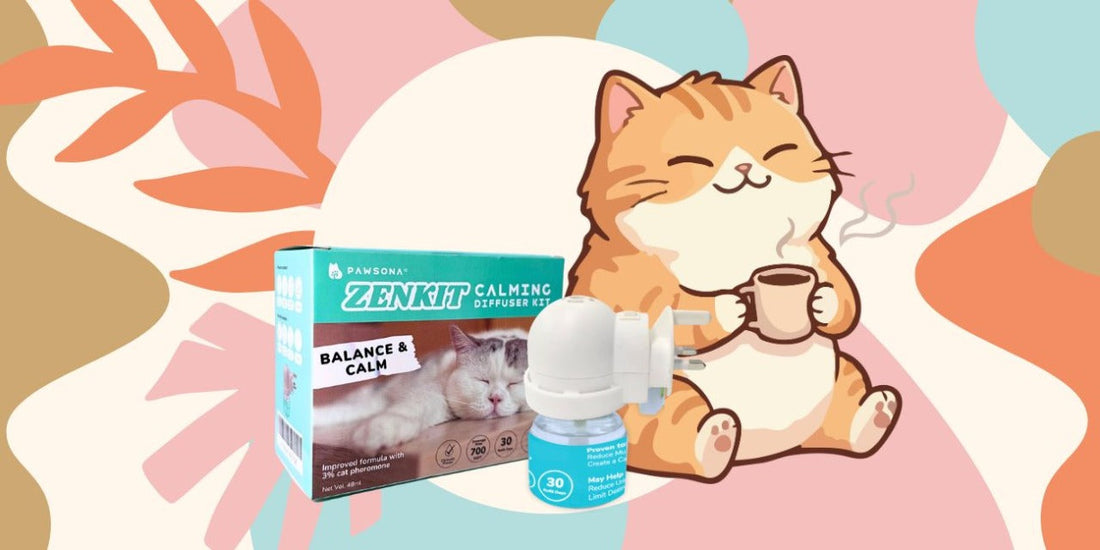 How to Recognize Cat Anxiety and Find the Right Treatment in Malaysia