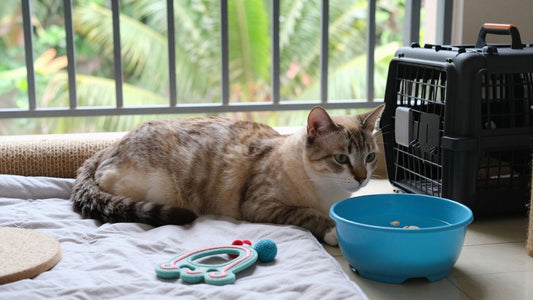 Science-backed cat behavior products Malaysia: How to choose safe, effective solutions