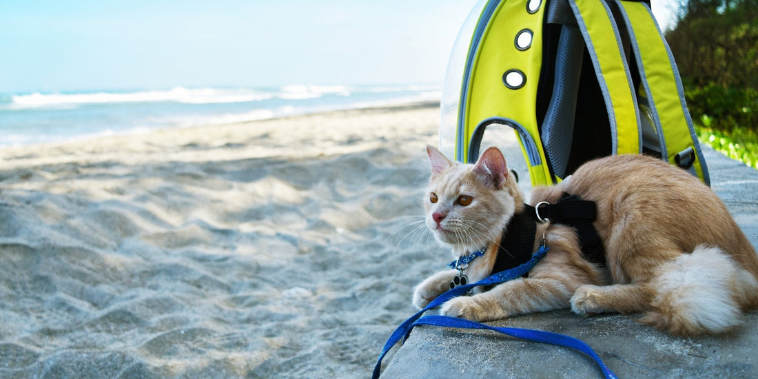 Making Travel Stress-Free for Your Feline Friend in Malaysia - Pawsona