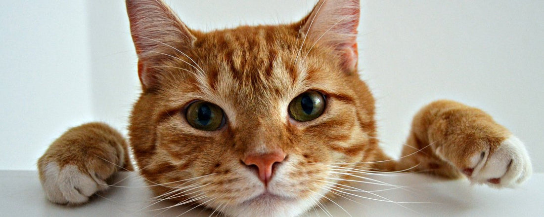 Signs of Cats in Heat and Completely Cat-Safe Solutions - Pawsona