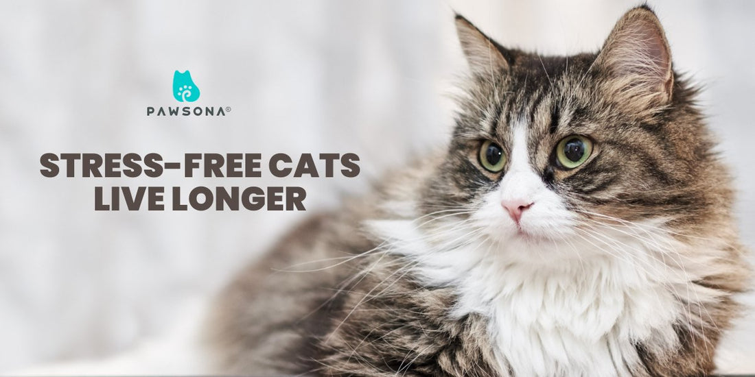 The Long-Term Consequences of Cat Stress: What Every Pet Owner Needs to Know - Pawsona