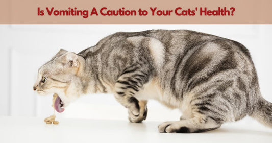 The Secrets behind Cat Vomiting - Causes and Preventions - Pawsona