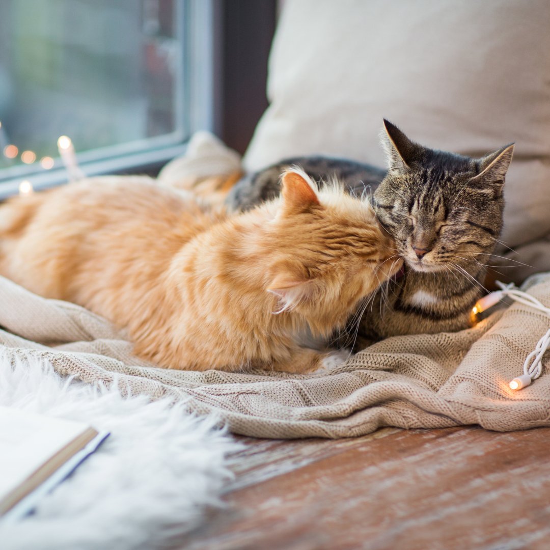 The Ultimate Guide to Cat Enrichment: Why Puzzle Feeders are Trending - Pawsona