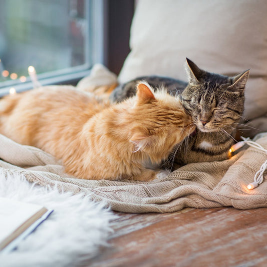 The Ultimate Guide to Cat Enrichment: Why Puzzle Feeders are Trending - Pawsona