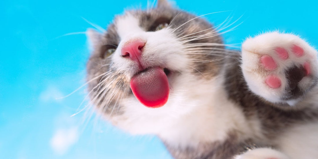 Understanding Cat Stress: Causes, Symptoms, and Solutions - Pawsona