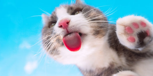 Understanding Cat Stress: Causes, Symptoms, and Solutions - Pawsona