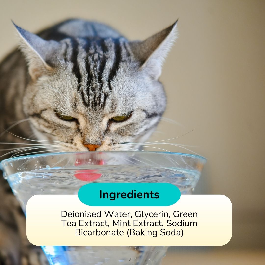 Dental Care Water Additive for Cats - Pawsona Cat Supplements cat breath cat oral care cat supplement